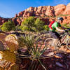 Rocky cobble and prickly things on Chapel Trail.