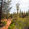 The upper section of Grand Central is mellow - a good way to pedal up to access Adobe Jack or Javelina.