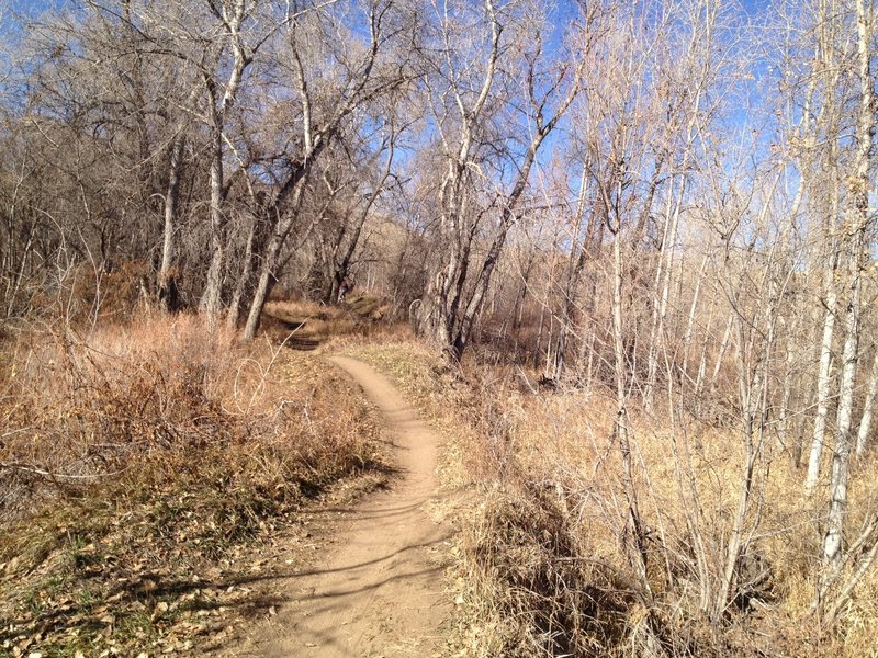 Cottonwood Trail along Bear Creek.