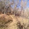 Cottonwood Trail along Bear Creek.