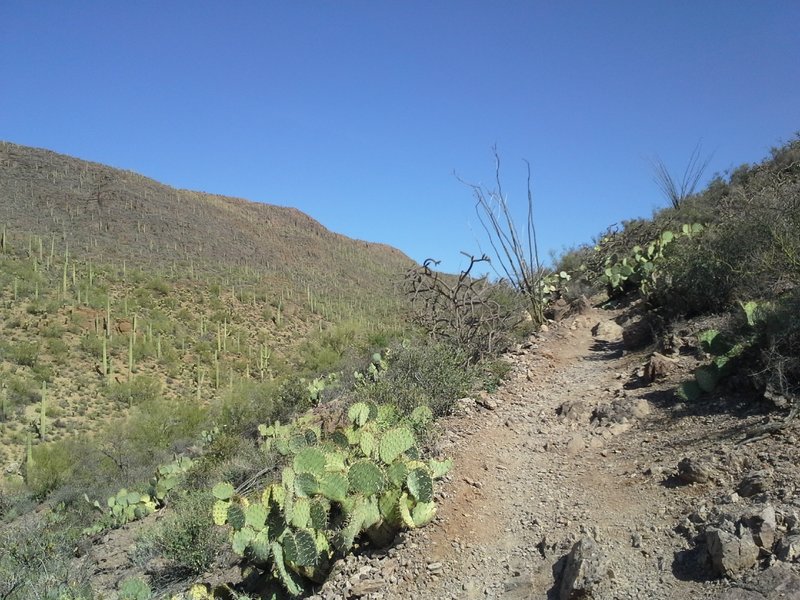 Uphill Section of Trail, Climbing to Yetman Intersection