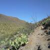 Uphill Section of Trail, Climbing to Yetman Intersection