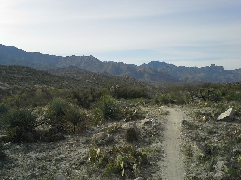 Looking South at the Catalina Mtns