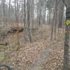 A section of the CW Trail running between the creek and Noxubee Hill Rd