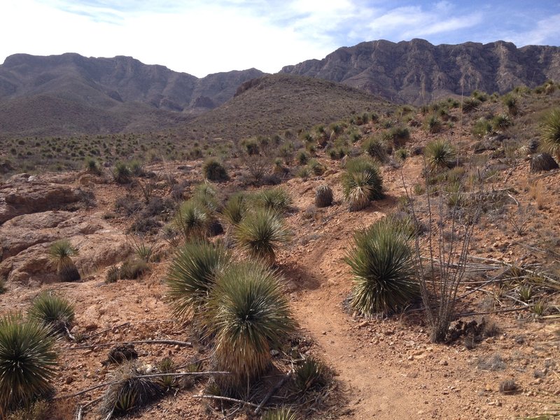 Mule Shoe Loop