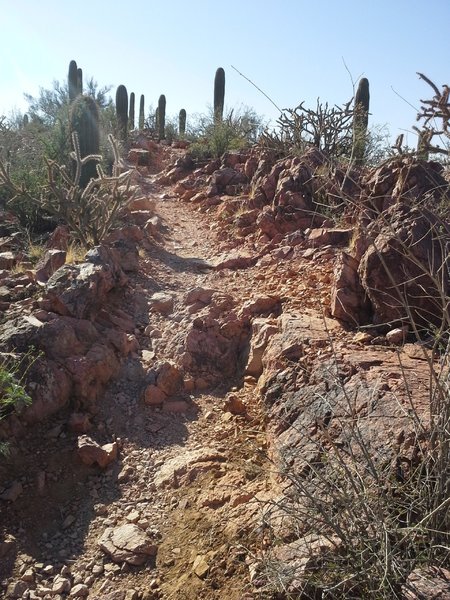 Trail Climbing the Ridge