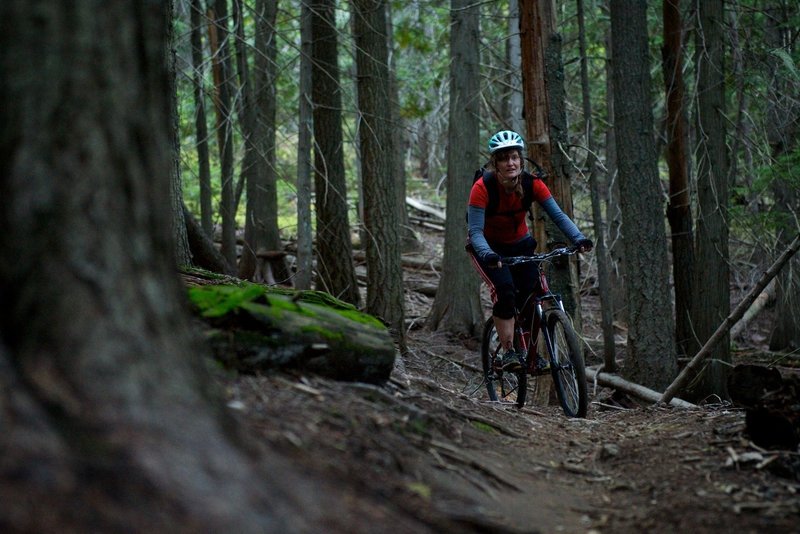 Rounding a bend in the deep forest.