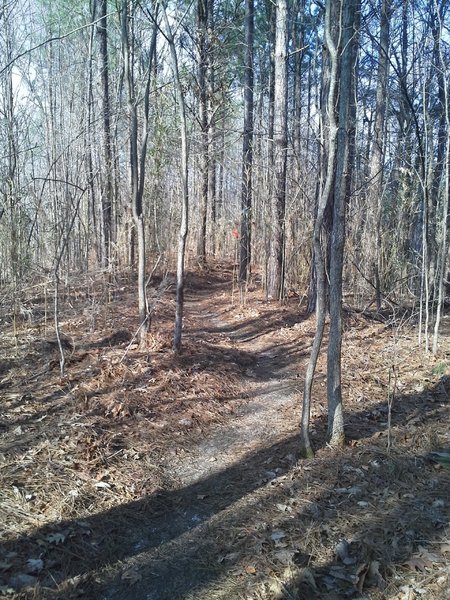 Tight and twisty singletrack along the Power Line Trail