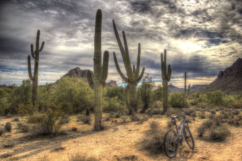 Guardians of the trail