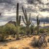 Guardians of the trail