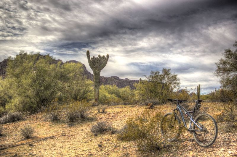 Rare crested saguaro