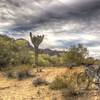 Rare crested saguaro