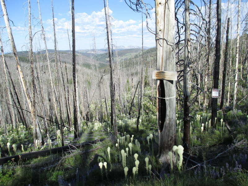 The southern trailhead along the Saddle Mtn Road is not obvious. You'll have to keep a sharp eye out for it.