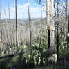 The southern trailhead along the Saddle Mtn Road is not obvious. You'll have to keep a sharp eye out for it.