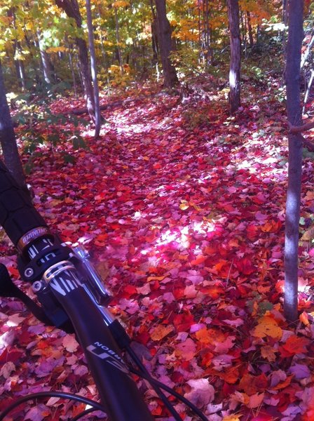 Fall colours. End of September is usually peak leaf viewing.