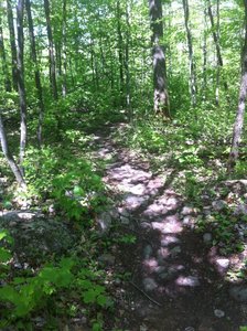 Upper Maple Syrup section