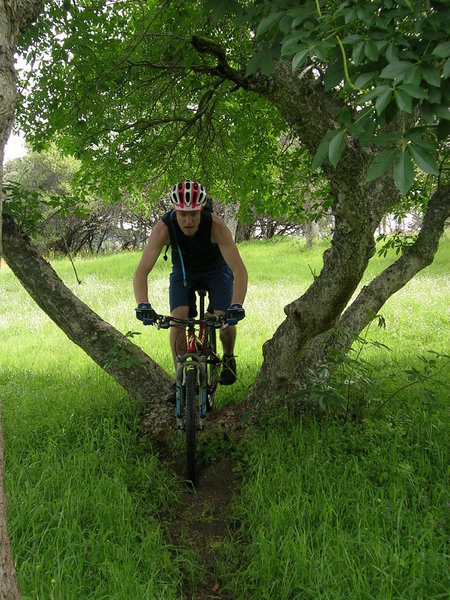 The trail goes through a couple tress like this.