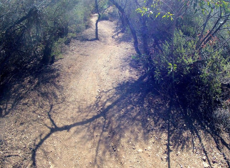 A really fun section weaving through the trees at high speed.