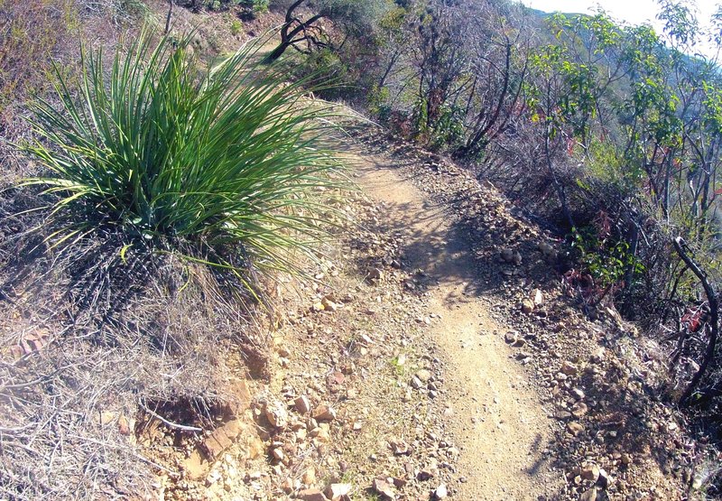 SoCal singletrack