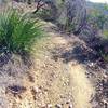 SoCal singletrack