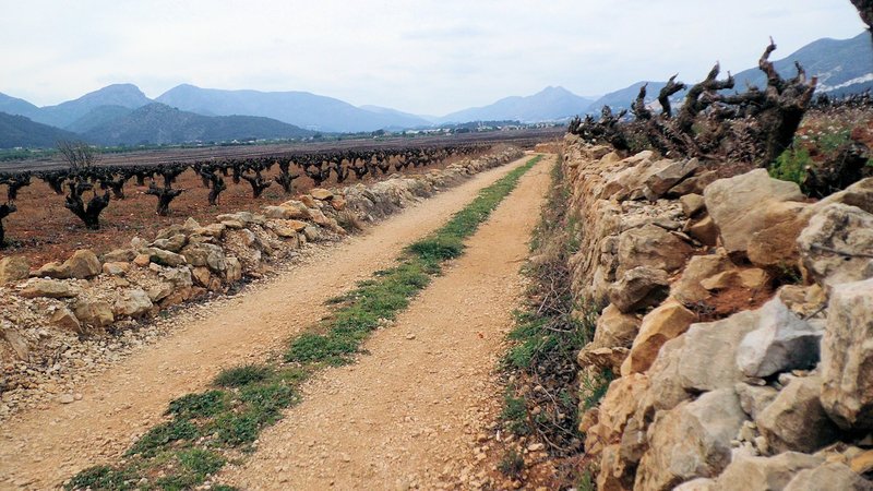 The walled Xalon Valley vineyards were built many years ago...