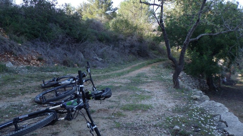 A break among the orchards in the late afternoon sun...