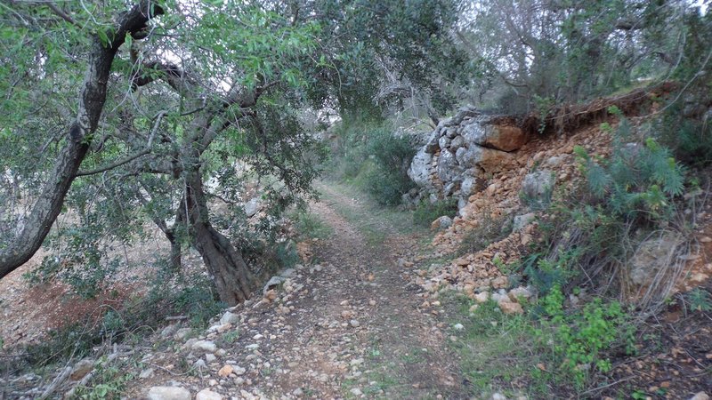 Along the trail... duel/singletrack section