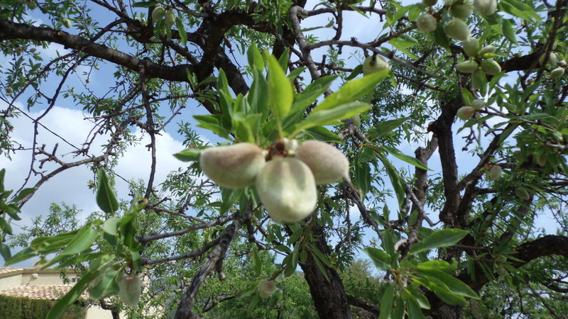 Early almonds buds in March