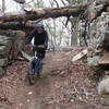 Samantha doing the MTB Limbo on the Raccoon Mountain Trail System March 2009