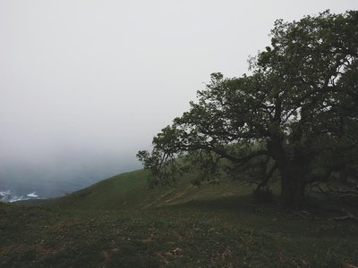 The coastline peeking through the fog