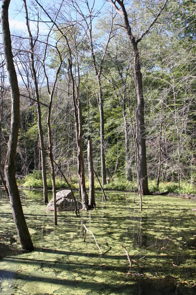 Rattlesnake Meadow