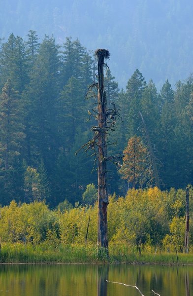 Beaver Pond