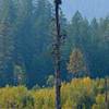 Beaver Pond