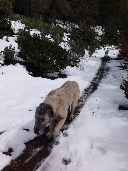 My SnowDog Loves running with me down Pioneer!