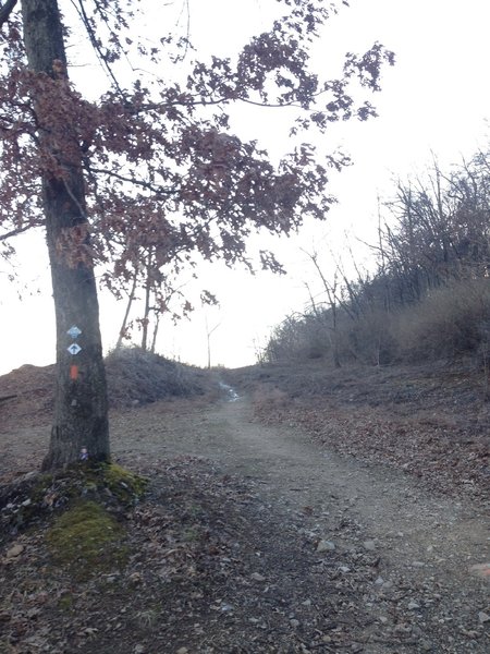 Once you come into the Empire Wrecking Dump (dirt fill) area stay to the right of this tree.