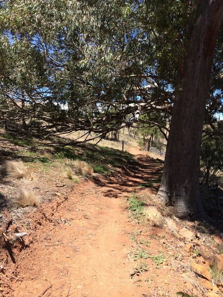 Some SingleTrack North of Bonner