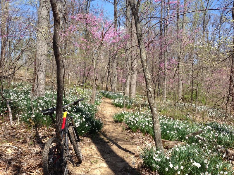 Flowers blooming on the Group Camp Trail