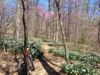 Flowers blooming on the Group Camp Trail