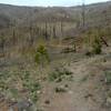 Nail trail above junction with Pajarito Canyon trail