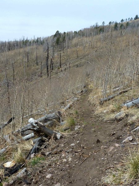 Near top Pajarito Canyon trail near ski hill