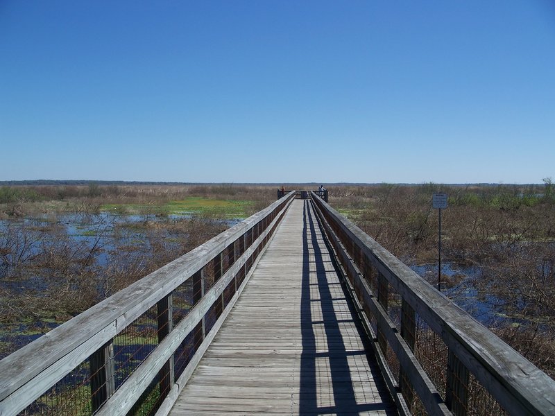 Beautiful view of Paynes Prairie as you ride along 441.