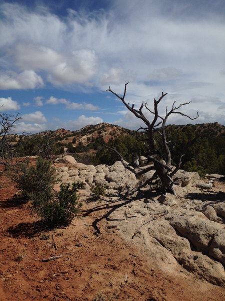 Eliza Ridge Trail, heading east.