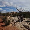 Eliza Ridge Trail, heading east.