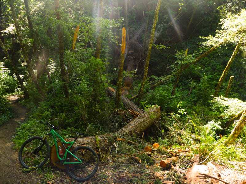 Downed tree on Wittermore Gulch Trail