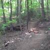 Embedded rock pile in trail.