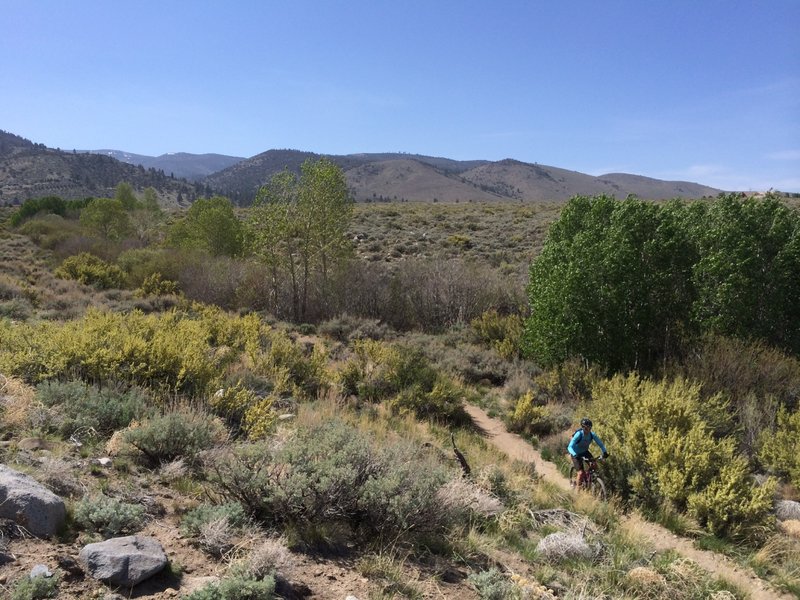 Lower Whites Creek Trail