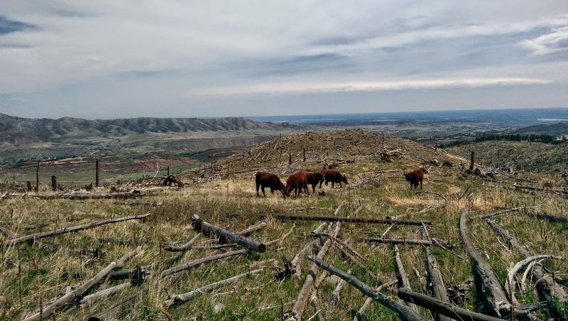 Traffic jam on the way down with Loveland in the background