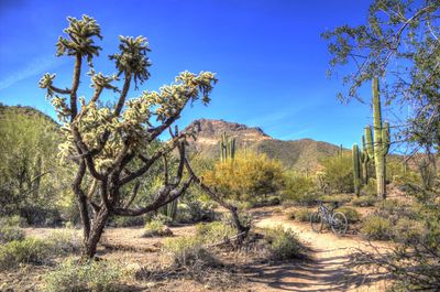 Cat's Peak Trail
