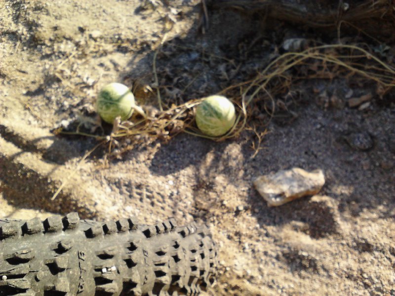 desert melons or a mirage...... you be the judge