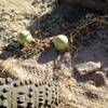 desert melons or a mirage...... you be the judge
